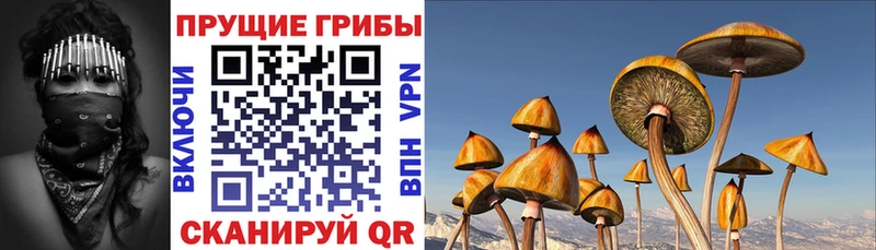 Галлюциногенные грибы Psilocybe Вязьма